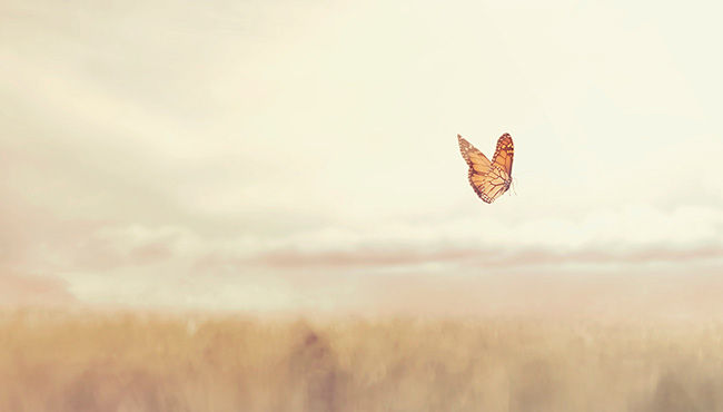 Colorful butterfly flying free in the middle of nature